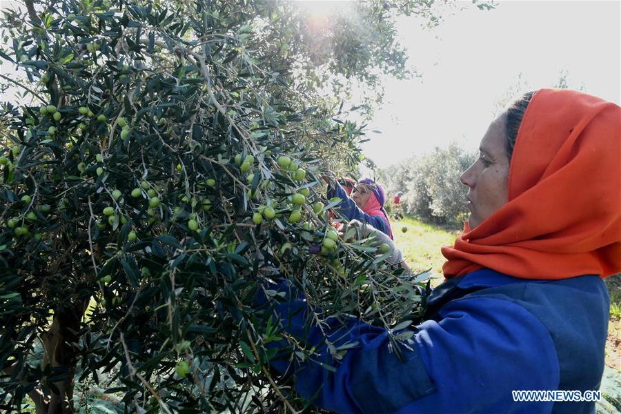 TUNISIA-OLIVE-HARVEST