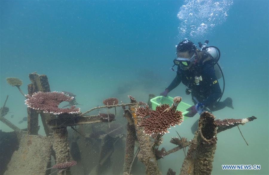 CHINA-HAINAN-DIVING INSTRUCTOR-CORAL REEF RESTORATION (CN)