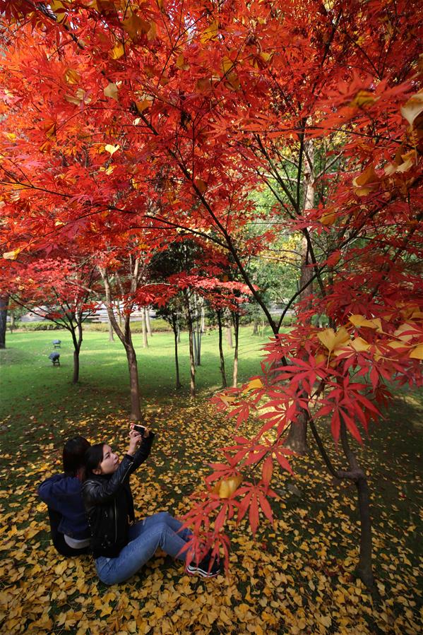 CHINA-MAPLE LEAVES-SCENERY (CN)