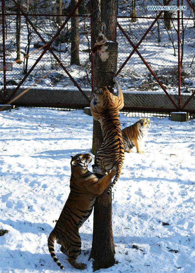 CHINA-HEILONGJIANG-SIBERIAN TIGER (CN) 