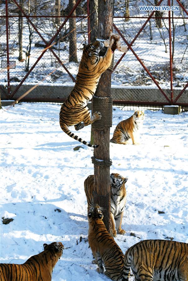 CHINA-HEILONGJIANG-SIBERIAN TIGER (CN) 