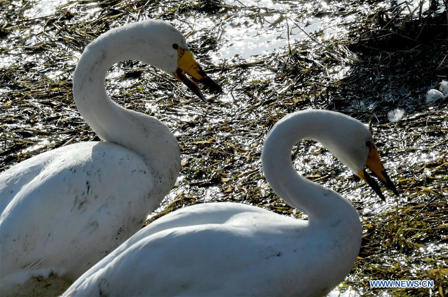 CHINA-HENAN-SANMENXIA-WHITE SWANS (CN)