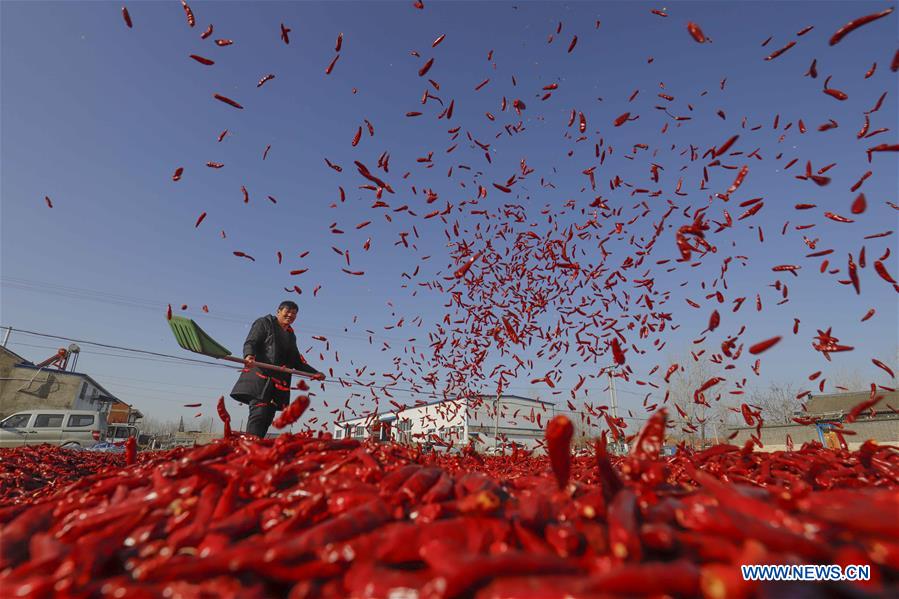 #CHINA-HEBEI-TANGSHAN-CHILI-HARVEST (CN)