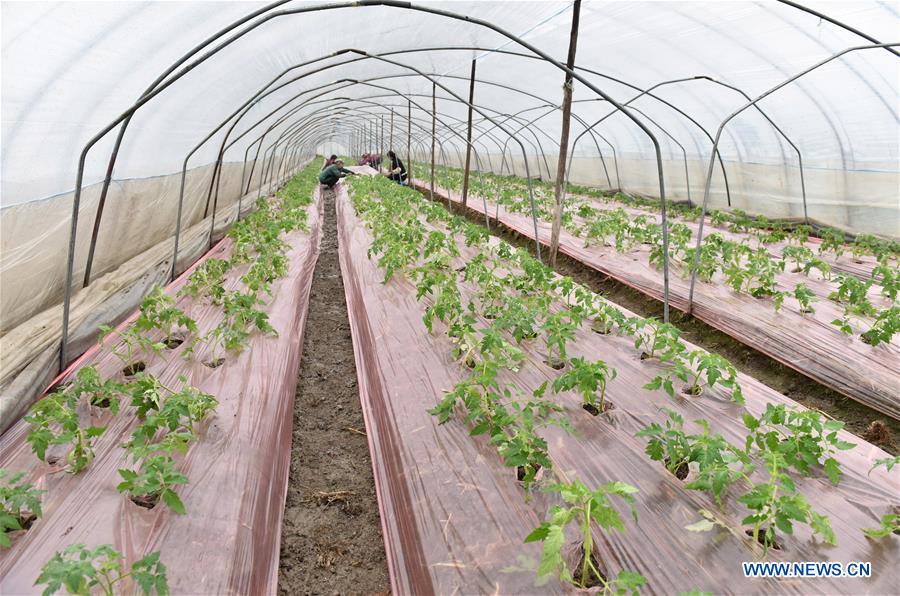 #CHINA-WINTER-ARGRICULTURE-GREENHOUSE (CN)