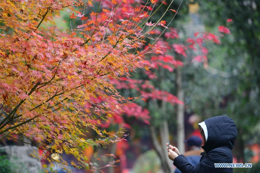 #CHINA-JIANGSU-MAPLE-SCENERY (CN)