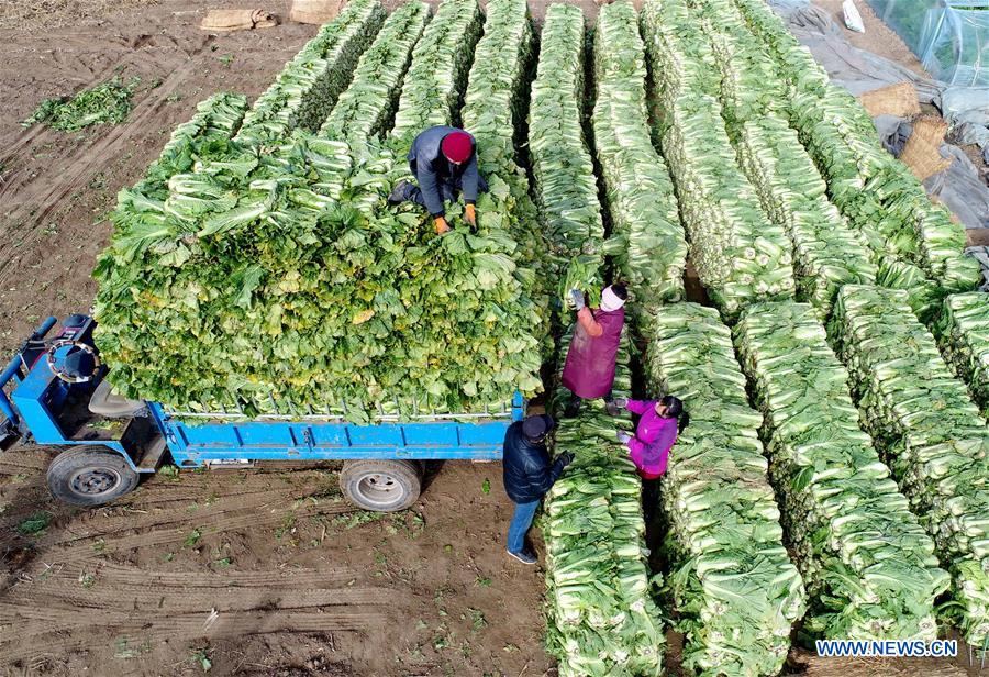 CHINA-HEBEI-VEGETABLES (CN)