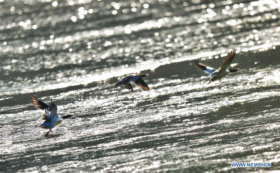 CHINA-JIANGXI-LONGHU MOUNTAIN-CHINESE MERGANSERS (CN)