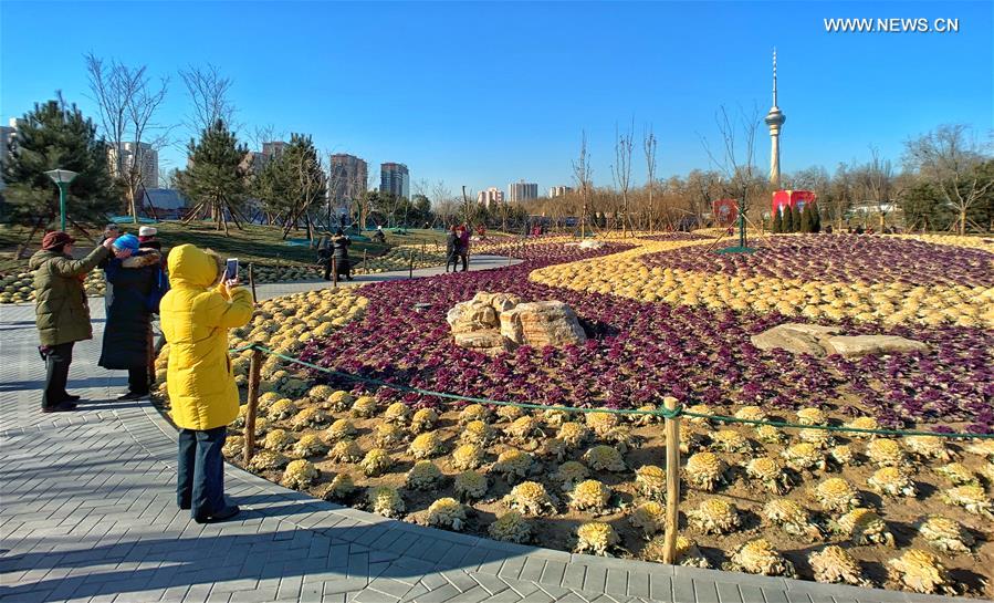 CHINA-BEIJING-WINTER-PARK-ORNAMENTAL KALE (CN)