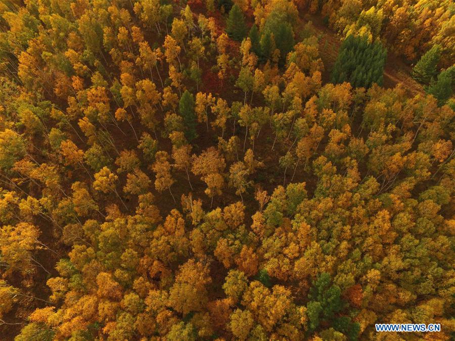 CHINA-ENVIRONMENT-DESERT CONTROL-AFFORESTATION (CN)