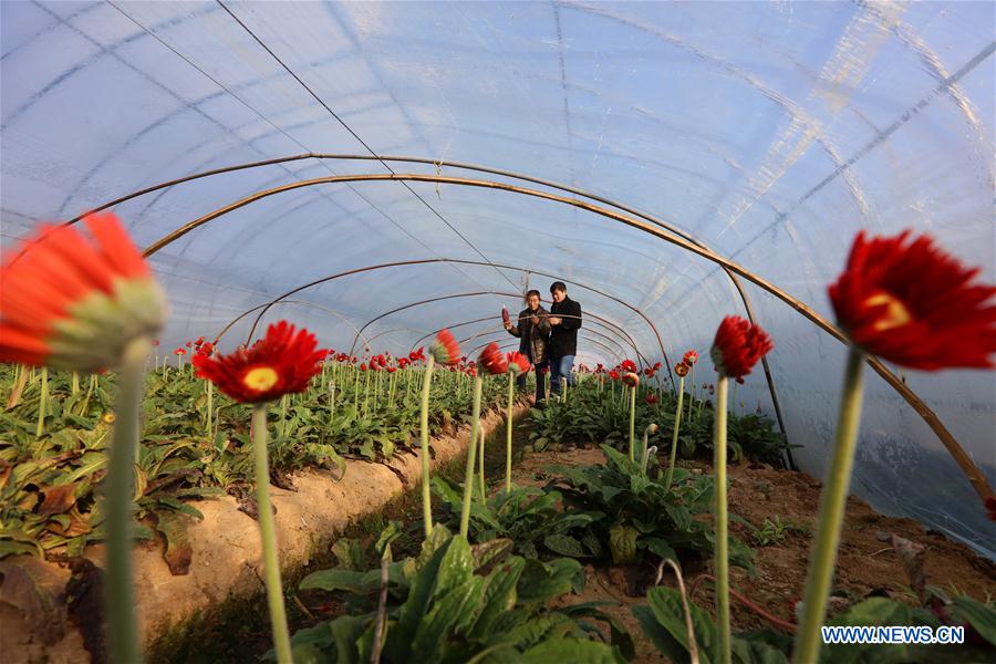 #CHINA-JIANGSU-AGRICULTURE-FLOWER (CN)