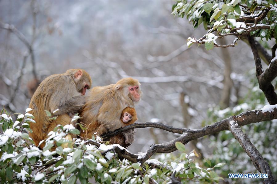 #CHINA-GUIZHOU-GUIYANG-SNOW-MONKEY (CN)