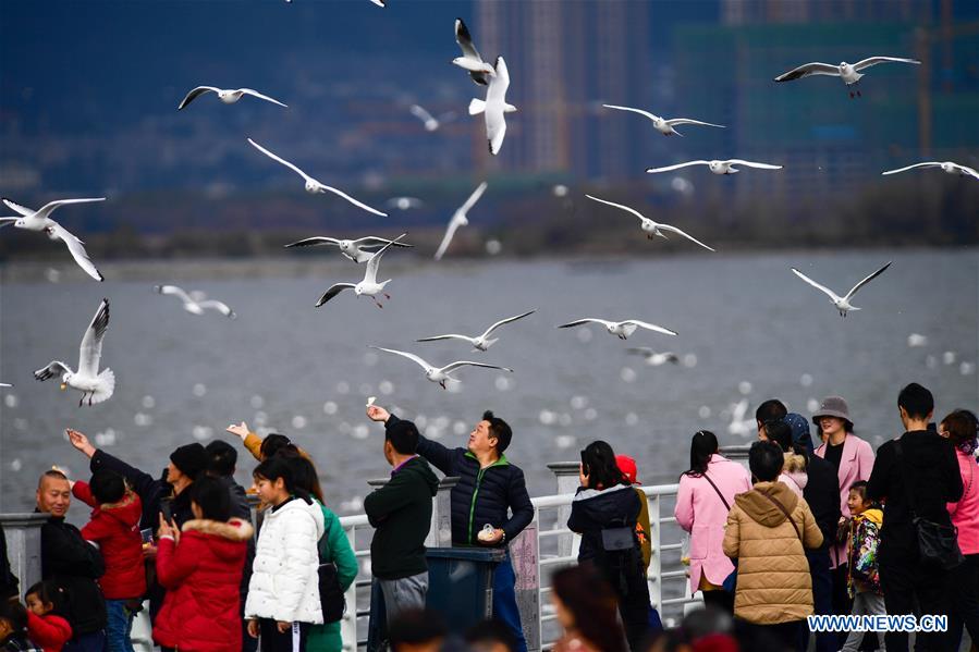 CHINA-YUNNAN-KUNMING-BLACK-HEADED GULL-NEW YEAR HOLIDAY (CN)