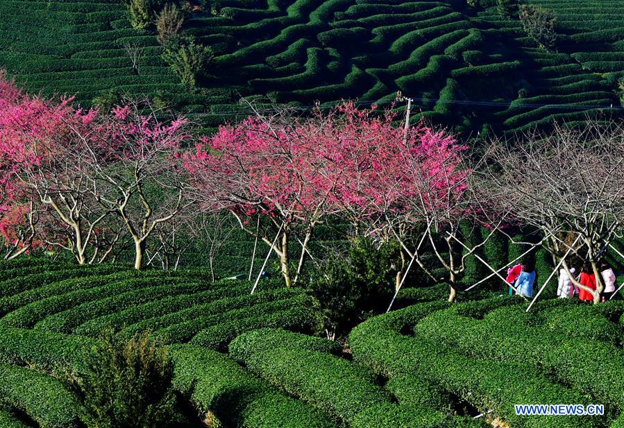 CHINA-FUJIAN-CHERRY-TEA GARDEN (CN)