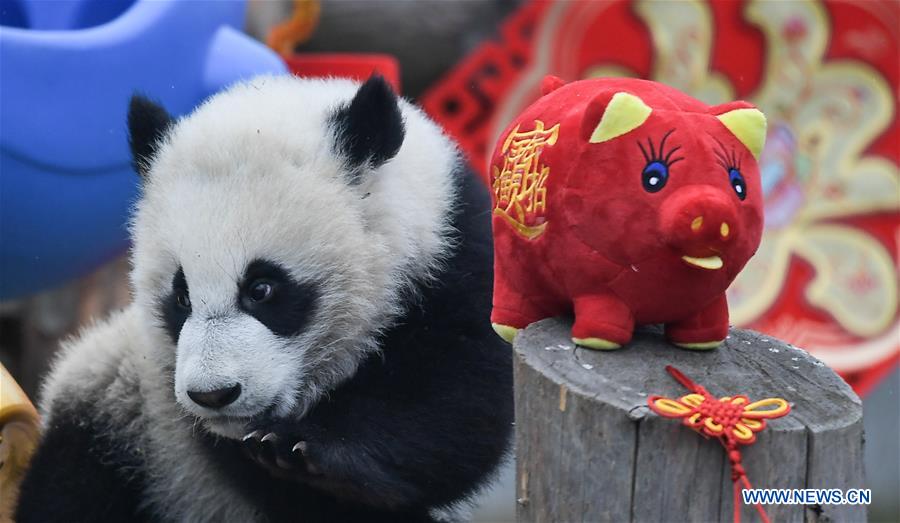 CHINA-SICHUAN-GIANT PANDA-SPRING FESTIVAL (CN)