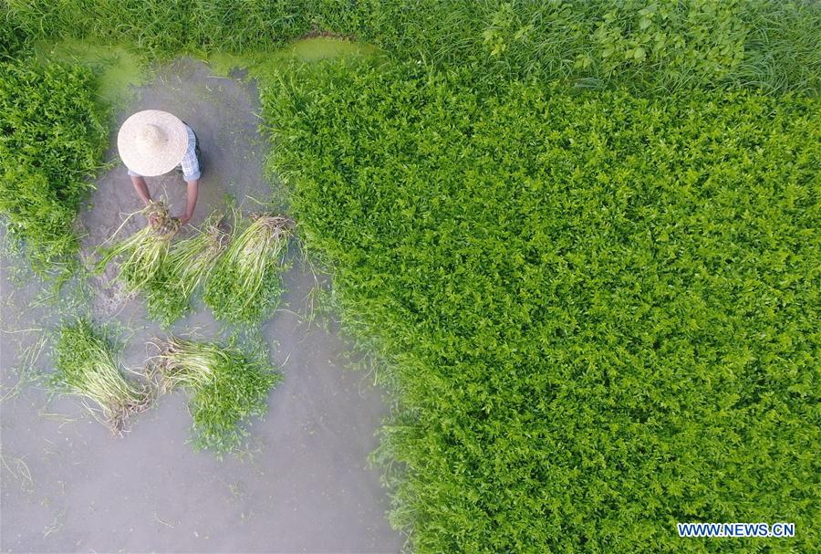 #CHINA-QIONGHAI-FARMING-VEGETABLE (CN)