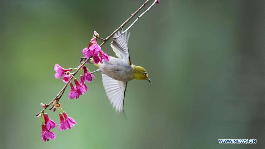 CHINA-FUJIAN-BIRD-WHITE-EYE (CN)