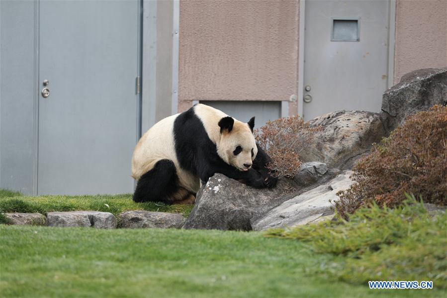 JAPAN-WAKAYAMA-PANDA-VALENTINE'S DAY