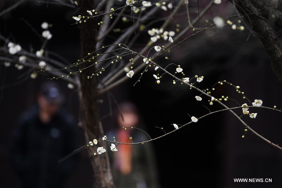 CHINA-ZHEJIANG-HANGZHOU-PLUM BLOSSOM (CN)