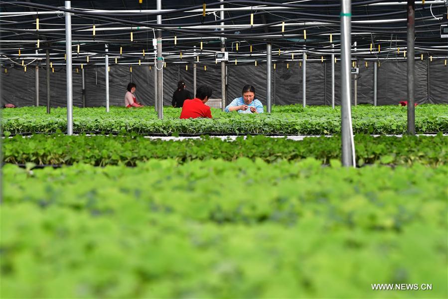 #CHINA-EARLY SPRING-FARM WORK (CN)