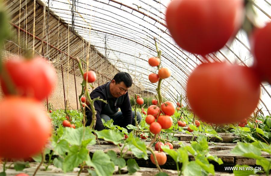 #CHINA-EARLY SPRING-FARM WORK (CN)