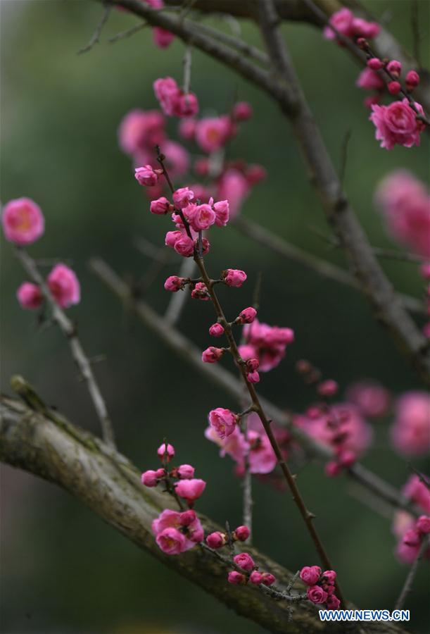 #CHINA-HUBEI-ENSHI-SPRING-FLOWERS (CN)