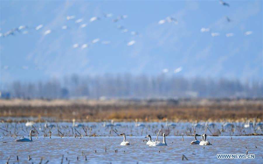 CHINA-INNER MONGOLIA-ORDOS-SWAN (CN)