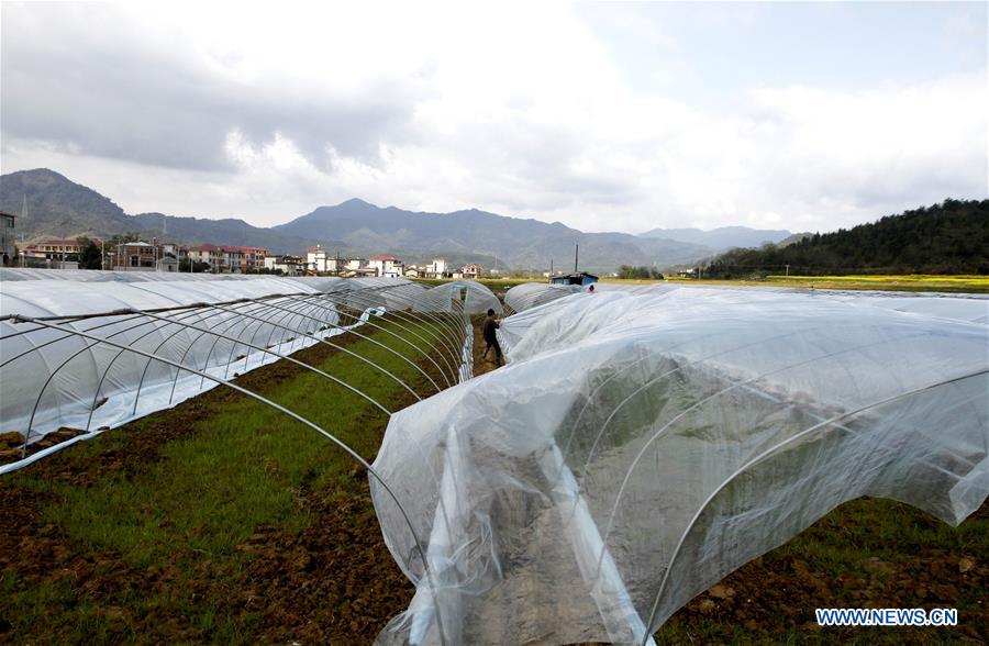 #CHINA-SPRING-FARM WORK (CN)