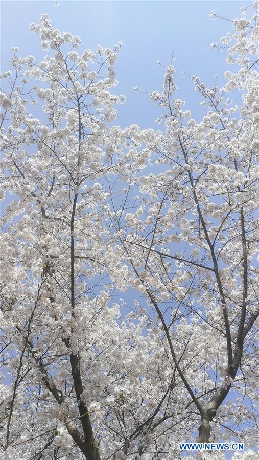 (BeijingCandid)CHINA-BEIJING-SPRING-CHERRY BLOSSOMS (CN)