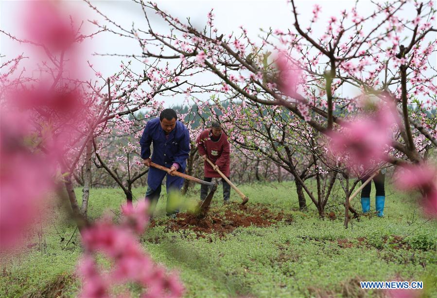 #CHINA-SPRING-FARM WORK (CN)