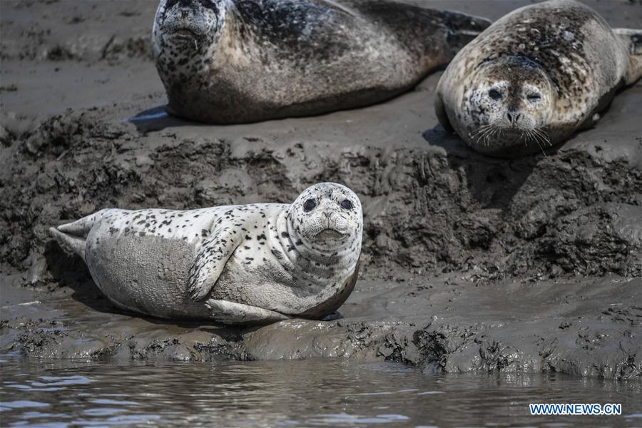 CHINA-LIAONING-PANJIN-SPOTTED SEALS (CN)