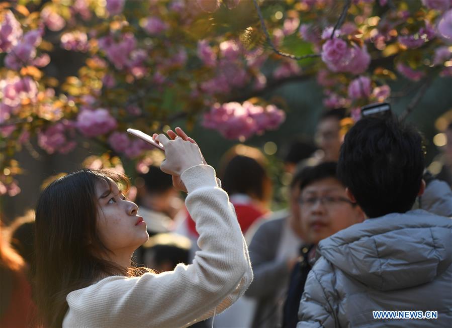 CHINA-ANHUI-HEFEI-CHERRY BLOSSOMS (CN)