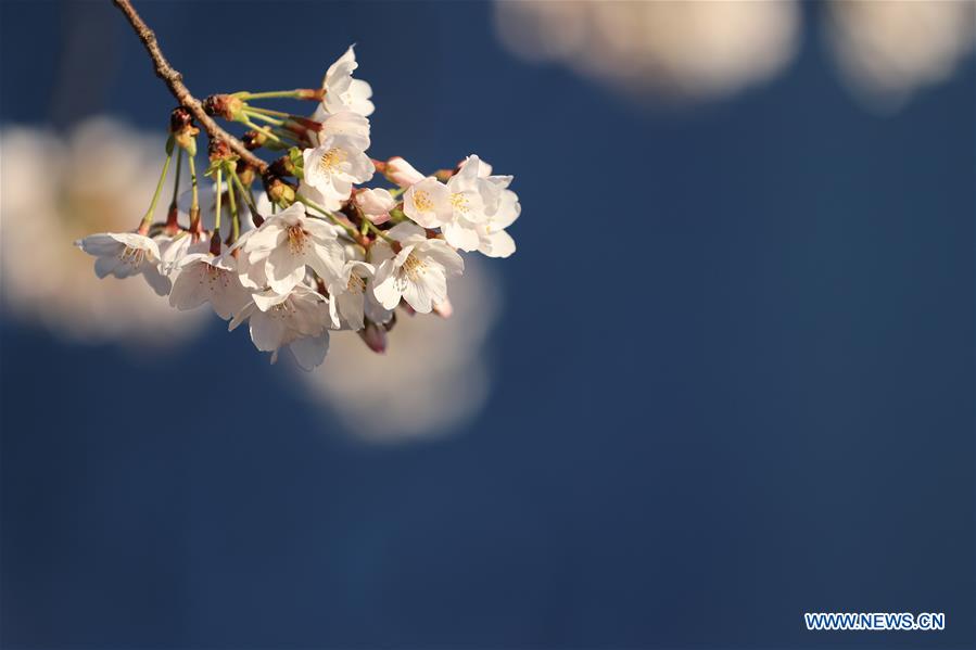 JAPAN-TOKYO-MEGURO RIVER-CHERRY BLOSSOM