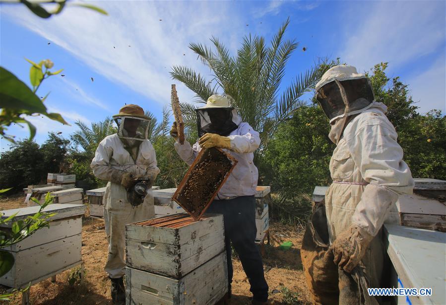 MIDEAST-GAZA-RAFAH-BEEKEEPERS