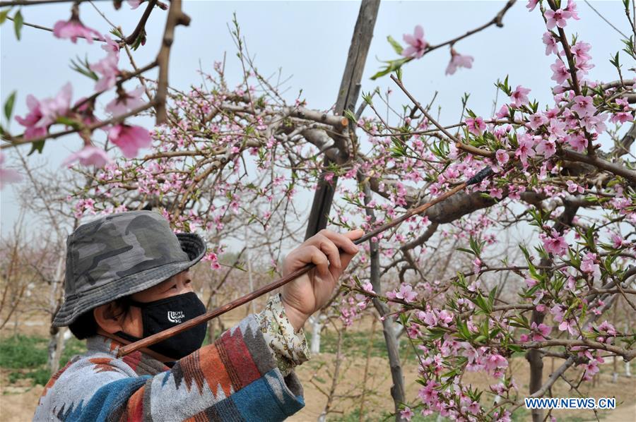 CHINA-HEBEI-SHENZHOU-FARM WORK (CN)