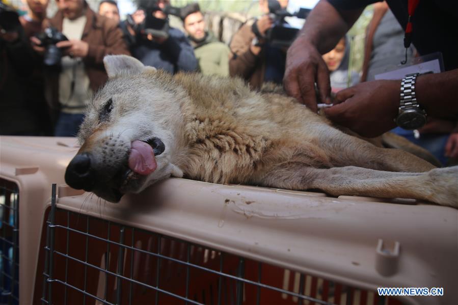 MIDEAST-GAZA-RAFAH-ANIMALS-PROTECTION