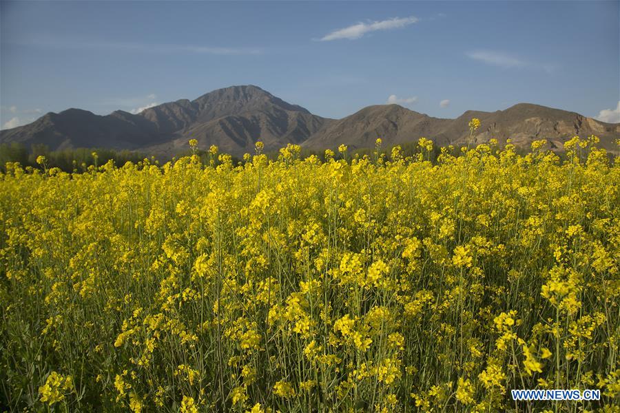 KASHMIR-SRINAGAR-MUSTARD BLOSSOM SCENERY