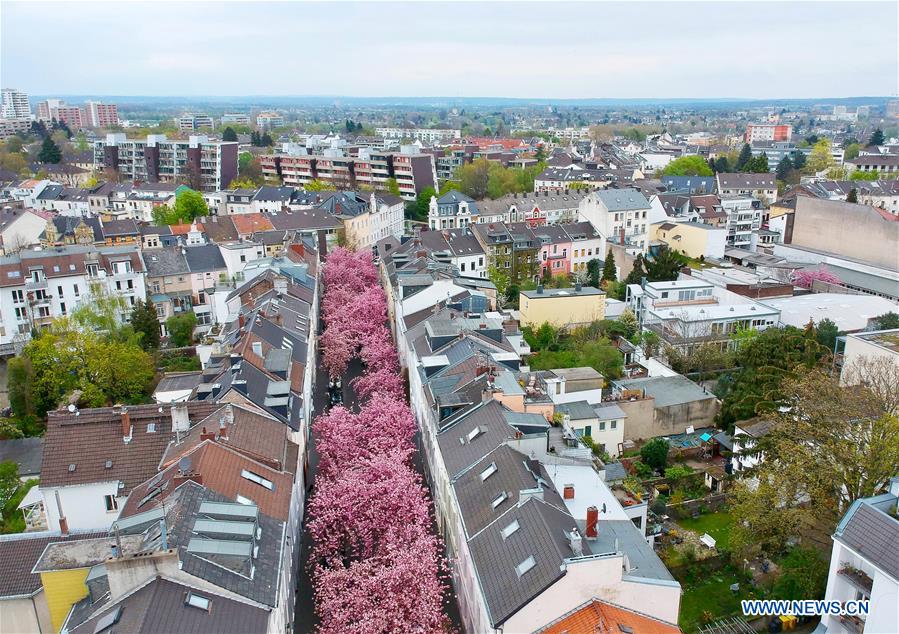 GERMANY-BONN-CHERRY-BLOSSOM