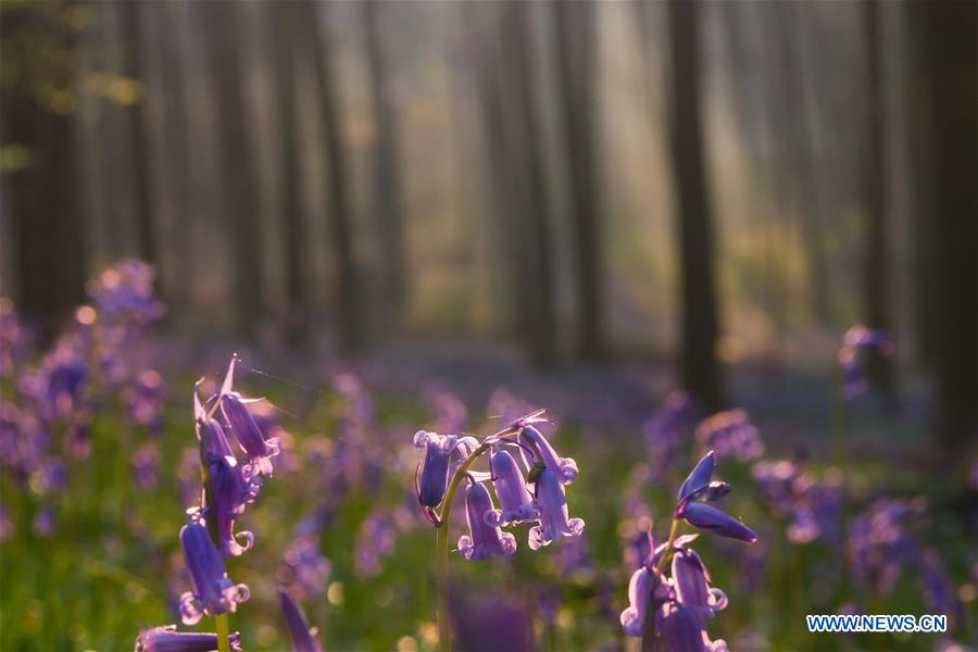 BELGIUM-BRUSSLES-NATURE-BLUEBELLS