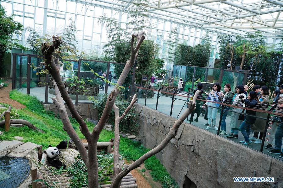 SOUTH KOREA-YONGIN-CHINA-GIANT PANDA