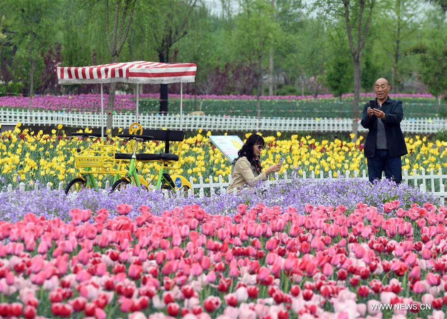 CHINA-TIANJIN-TULIPS (CN)