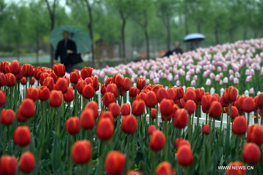 CHINA-TIANJIN-TULIPS (CN)