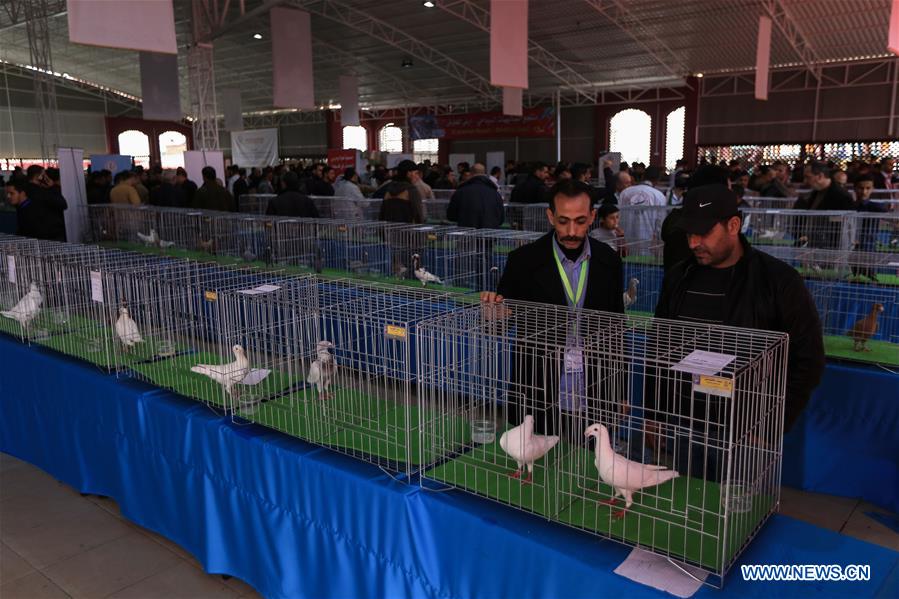 MIDEAST-GAZA-PIGEON-EXHIBITION