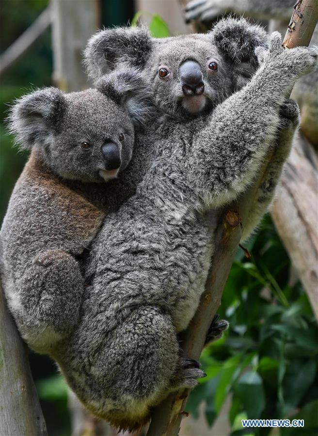 CHINA-GUANGZHOU-KOALA (CN)