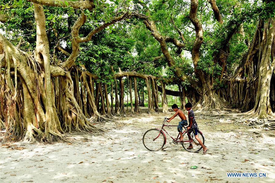 BANGLADESH-DHAKA-BANYAN TREE