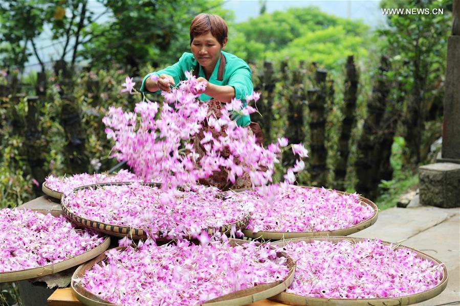 #CHINA-GUIZHOU-CHISHUI-DENDROBIUM NOBLE (CN)