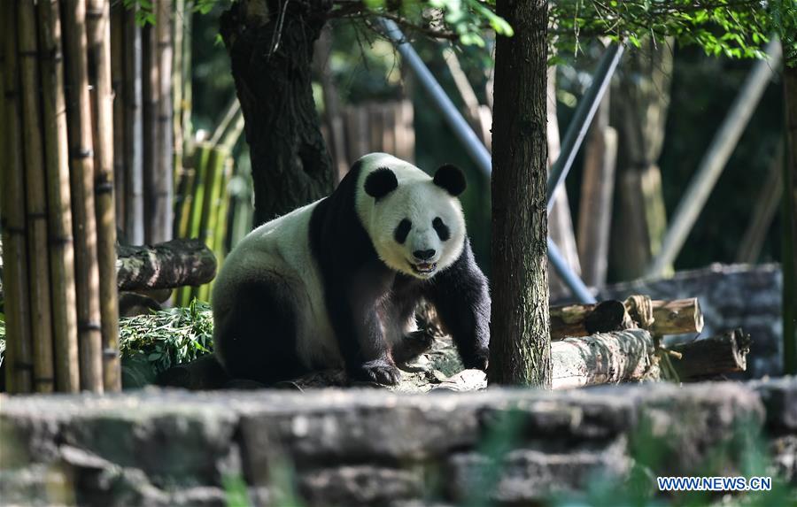 CHINA-SICHUAN-U.S.-GIANT PANDA-RETURN (CN)