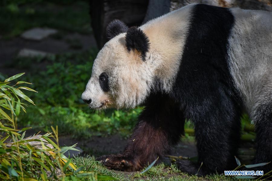 AUSTRIA-VIENNA-GIANT PANDA