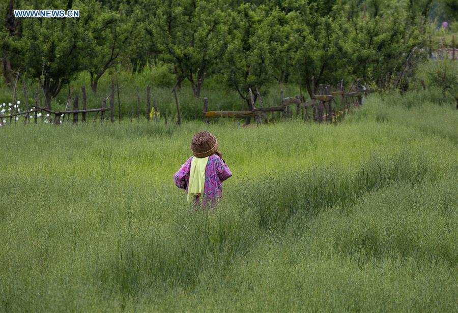 KASHMIR-DAILY LIFE