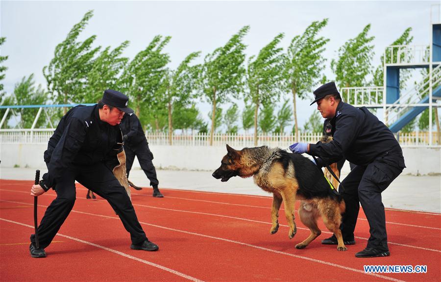 #CHINA-HARBIN-POLICE DOG-TRAINING (CN)