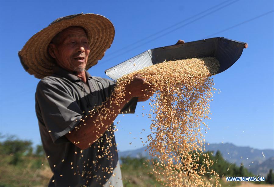 #CHINA-WHEAT-HARVEST (CN)